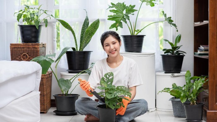 5 Tanaman yang Bagus untuk Kesehatan, Cocok Ada di Rumah!