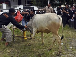 Bolehkah Panitia Kurban Menerima Daging? Ini Penjelasannya Berdasar Syariat