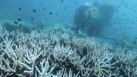 Suhu rata-rata permukaan laut global mencapai rekor 20,98 derajat Celsius pada Juni 2026. El Niño diprediksi akan meningkatkan suhu lebih lanjut.