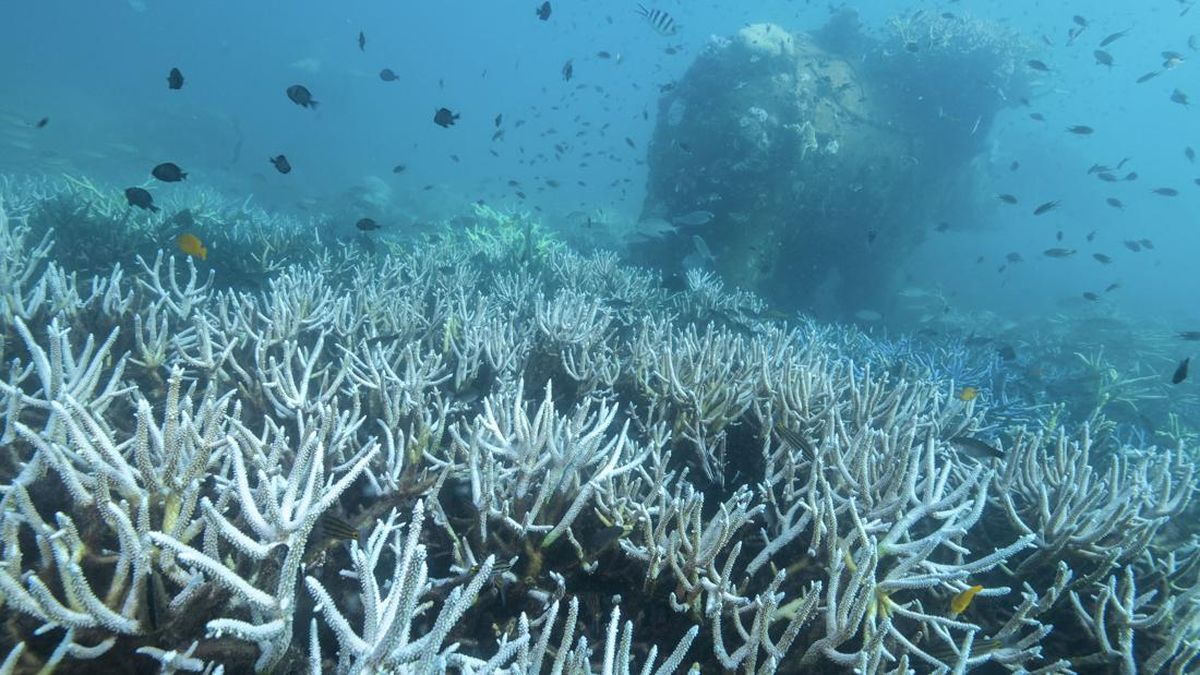 Suhu Laut Dunia Catat Rekor Terpanas, Lewati Rekor 2023-2024