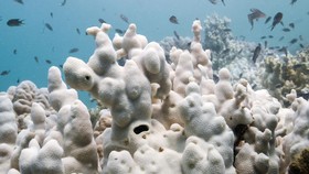 FOTO: Suhu Laut Thailand 'Mendidih' Bikin Terumbu Karang Memutih