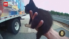 VIDEO: Momen Gemas Polisi Florida Selamatkan Anak Kucing
