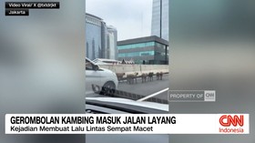 VIDEO: Gerombolan Kambing Masuk Jalan Layang