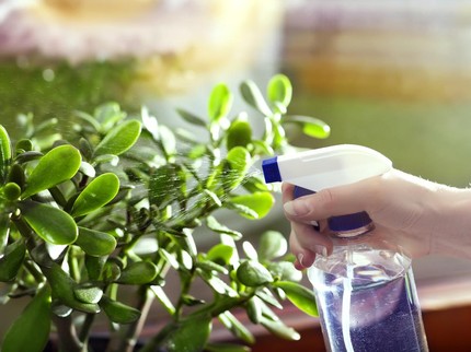 10 Jenis Tanaman Hias Daun Hijau Kecil yang Bikin Ruangan Sejuk dan Cantik