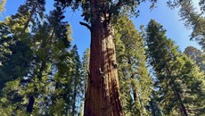 FOTO: Nasib Pohon Raksasa Berusia 2.200 Tahun Terancam Krisis Iklim