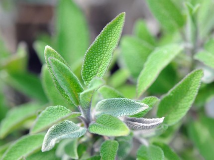 10 Tanaman Herbal untuk Obat Batuk Berdahak dan Cara Mengolahnya