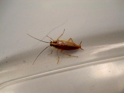 Kecoak Sering Terbang ke Arah Kita, Apa Penyebabnya?