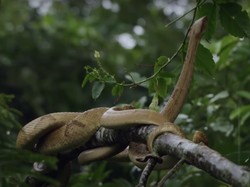 Fakta Menarik Pulau Ular di Sumbawa, Apakah Ada Manusia yang Berani Tinggal?