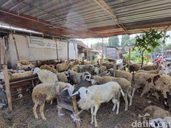1 Kambing Kurban untuk Berapa Orang? Ini Penjelasannya