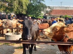 5 Fakta Sapi Kurban di Klaten Berdiri Lagi Usai Disembelih