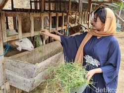 Cerita di Balik Penampilan Syari SPG Hewan Kurban di Bantul