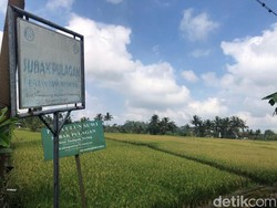 Mengenal Subak Bali, Warisan Budaya Dunia yang Mirip Sumbu Filosofi Jogja