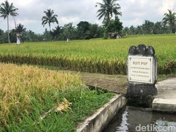 Kelompok Tani Ungkap Alih Fungsi Lahan Jadi Tantangan Pelestarian Subak