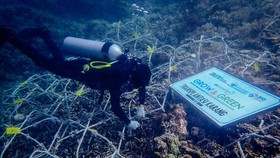 BRI Menanam Grow & Green Bantu Jaga Ekosistem Laut Ujung Bulo