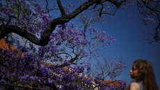 FOTO: Bunga Jacaranda dan Lisbon yang 'Ungu' di Musim Panas