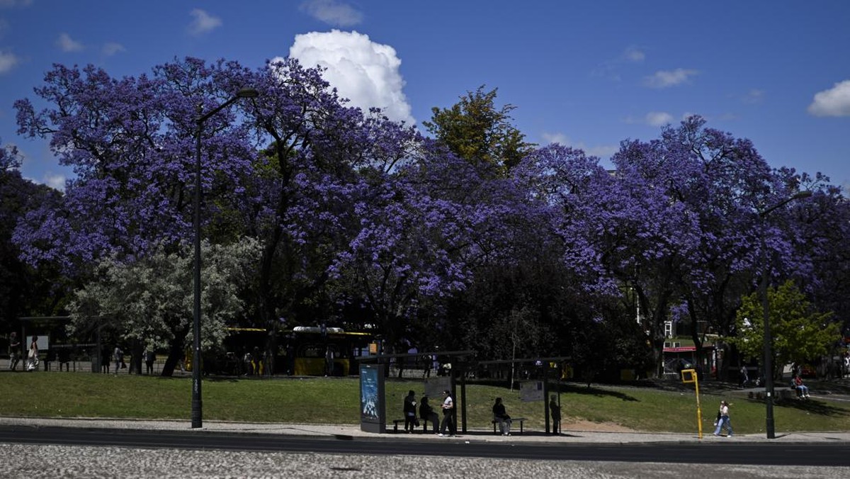 FOTO: Bunga Jacaranda dan Lisbon yang 'Ungu' di Musim Panas