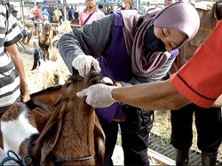 Disnak Tulungagung Perketat Pengawasan Hewan Kurban Jelang Idul Adha