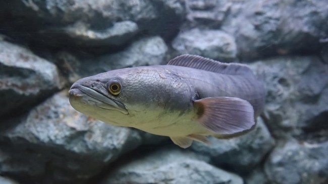 **Ikan Gabus: Solusi Jitu untuk Mengatasi Stunting di Sumatera Utara**