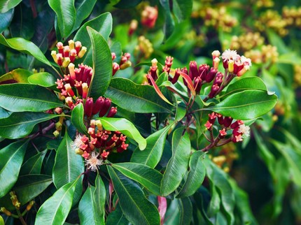12 Tanaman Herbal untuk Menghilangkan Rasa Sakit secara Alami