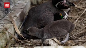 VIDEO: Merayakan Kelahiran 11 Penguin Gemas di Kebun Binatang Inggris