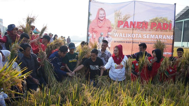 Sebagai destinasi agrowisata, Balai Benih Pertanian Mijen bakal dilengkapi dengan tempat edukasi peternakan dan pertanian, museum, kafe, hingga spot foto.