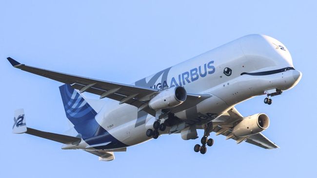 Airbus Beluga dijuluki sebagai salah satu pesawat teraneh di dunia. Bentuknya disebut mirip dengan moncong ikan paus.