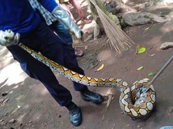 Ular Piton Ditangkap Setelah Makan Ternak Warga di Karangasem