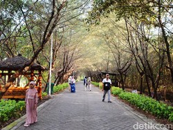 Mangrove Jawa Timur, Penjaga Pesisir dan Penyerap Karbon Alami