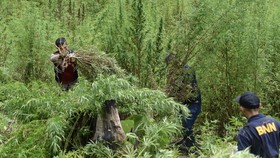 Polisi Temukan Ladang Ganja di Gayo Lues Aceh