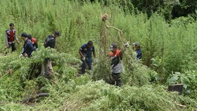 Bareskrim Bongkar 25 Hektare Lahan Ganja di Aceh, Sita Barbuk 180 Ton