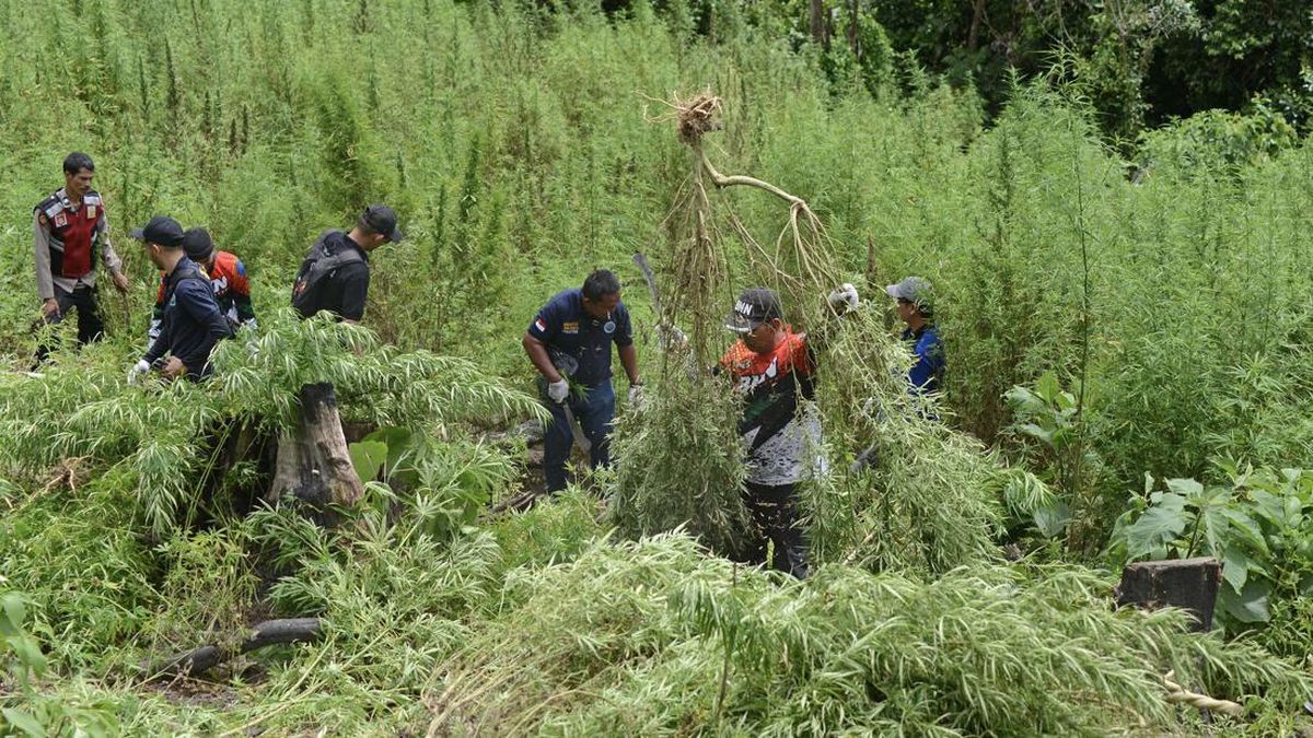 Bareskrim Bongkar 25 Hektare Lahan Ganja di Aceh, Sita Barbuk 180 Ton