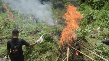 50 Ton Ganja Siap Panen di Aceh Dibakar