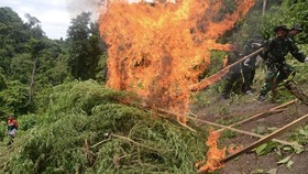 FOTO: BNN Musnahkan 2,5 Hektare Ladang Ganja di Aceh Besar