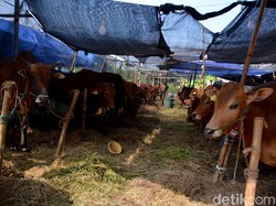 Tips Pilih Hewan Kurban yang Tepat, Makin Mudah Beli Lewat BRImo