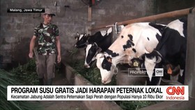 VIDEO: Program Susu Gratis Jadi Harapan Peternak Lokal