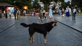 Turki Bakal Berantas Anjing Liar dengan Cara Ini, Picu Kekhawatiran