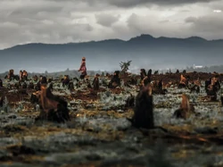 Ilmuwan Ungkap Fenomena Ajaib Hutan Pulih Sendiri, Indonesia Jadi Sorotan