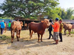 Harga Sapi di Lamongan Naik Rp 2 Juta, Tapi Penjualan Semakin Ramai