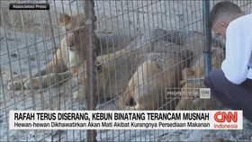 VIDEO: Rafah Terus Diserang, Kebun Binatang Terancam Musnah