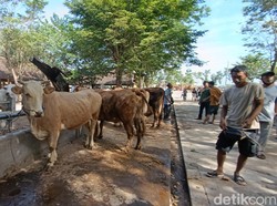 Transaksi Hewan Kurban di Pasar Gamping Diprediksi Tembus Rp 3 M
