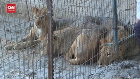 VIDEO: Nasib Satwa Kebun Binatang Rafah Akibat Serangan Israel