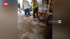 VIDEO: Jelang Idul Adha, 20 Sapi Mati Akibat Penyakit Mulut dan Kuku