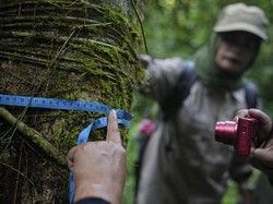 Hari Penjaga Hutan Sedunia 31 Juli: Tujuan dan Cara Merayakannya