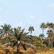 4 Fakta Menarik Perkebunan Kelapa Sawit, 