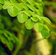 5 Manfat Daun Kelor untuk Perempuan yang Wajib Kamu Tahu