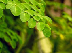 Apakah Daun Kelor Bisa Meninggikan Badan?