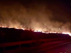 Kebakaran Hutan Menyebar Cepat Dekat Yerusalem, Israel Darurat Nasional