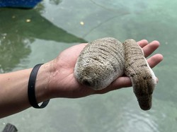 Mimpi Besar Warga Tual dan Harta Karun Laut yang Tersembunyi di Dalamnya