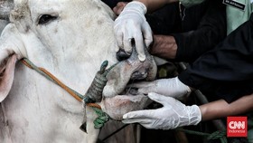 Peternak Ungkap Sapi Kurban Prabowo Sempat Sesak Nafas Sebelum Mati