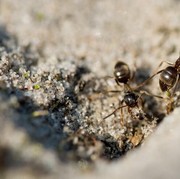 Bolehkan Makanan yang Sudah Dikerubungi Semut Tetap Dikonsumsi?